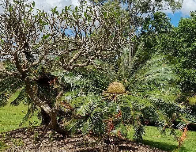 澳洲洛克咸頓植物園：大自然的綠色天堂 