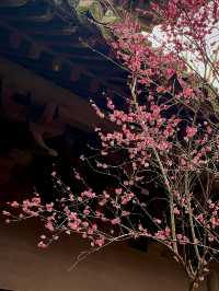 2.22杭州高麗寺梅花實況～
