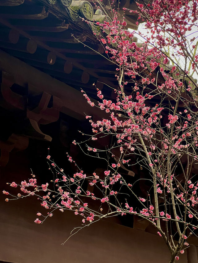 2.22杭州高麗寺梅花實況～