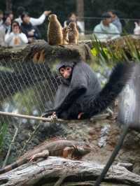 南京動物園｜超級出片，解鎖動物王國的秘密