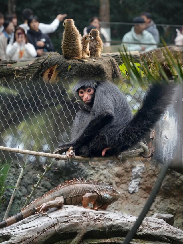 南京動物園｜超級出片，解鎖動物王國的秘密