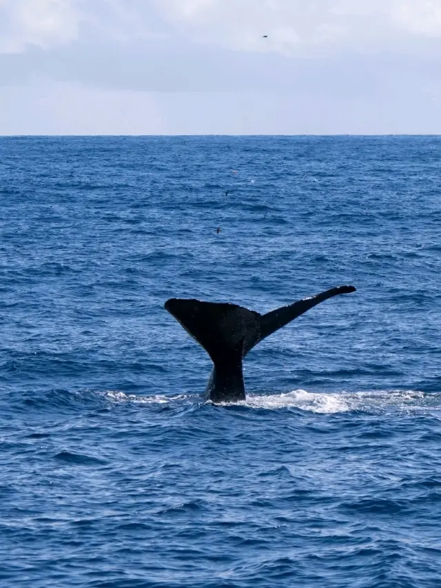 Kaikoura：Heaven for whale-watching