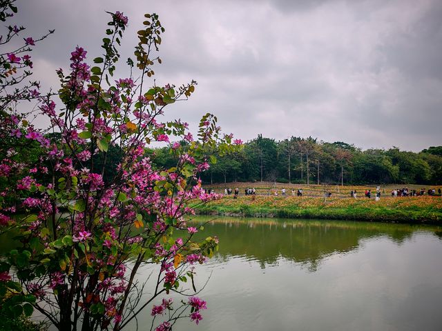 3月到海珠濕地公園觀賞紫荊花