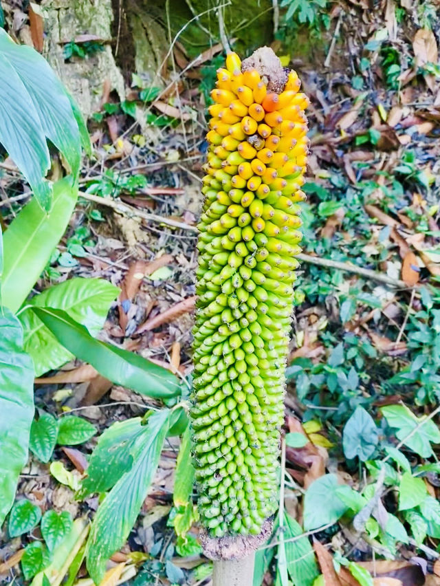 Zhongke Botanical Garden