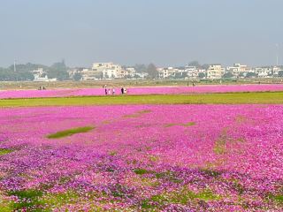 Free admission! A 400,000㎡ sea of cosmos flowers in Guangdong! As beautiful as a fairyland!