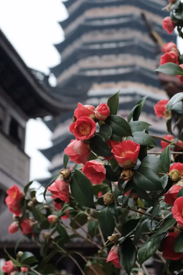Shanghai Periphery | One-Day Tour in Changzhou (Complete Guide)