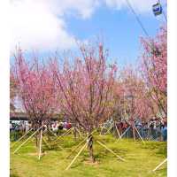 🌸🌸香港春日限定 | 東涌櫻花園🌸