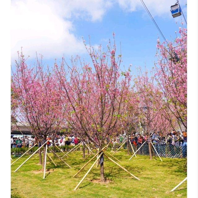 🌸🌸香港春日限定 | 東涌櫻花園🌸