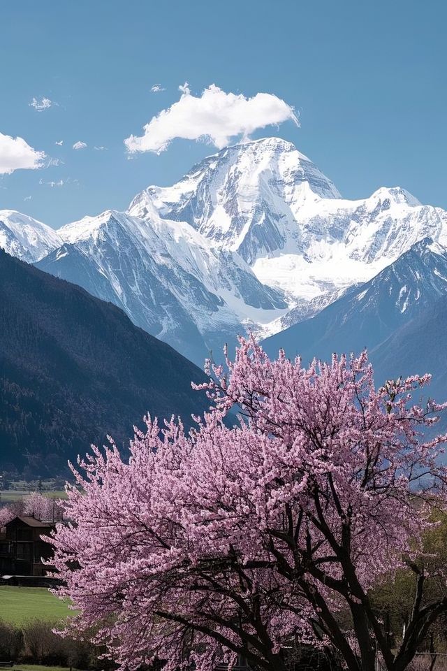 林芝桃花盛放！雪山花海美得令人窒息