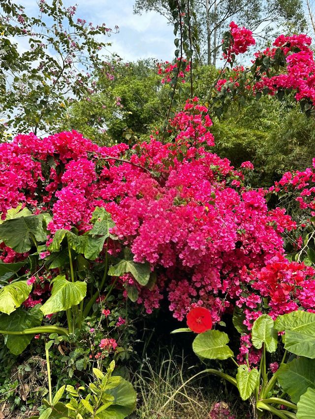 春日踏青賞花，深圳羅湖呢條路線真係超級治癒