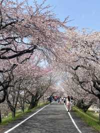 🌸名古屋周邊追櫻攻略，輕鬆get絕美花海