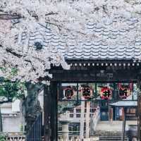 🌸追櫻地圖 | 日本的春天，是一萬次的春和景明