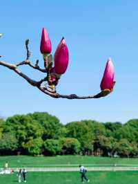 上海世紀公園，玉蘭花競相綻放