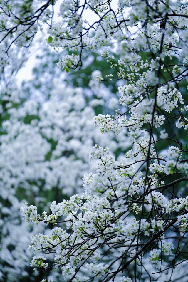 成都限定春日雪景 植物園梨花太美啦