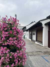 春日尋花漫步