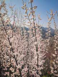 寧陝子午梅苑 | 走進秦嶺深處的百畝梅園