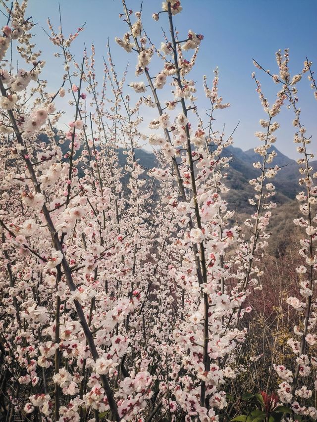 寧陝子午梅苑 | 走進秦嶺深處的百畝梅園