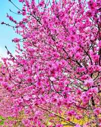 春日限定！北京植物園賞桃花攻略