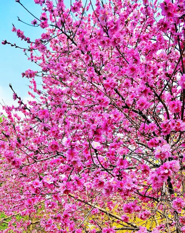 春日限定！北京植物園賞桃花攻略