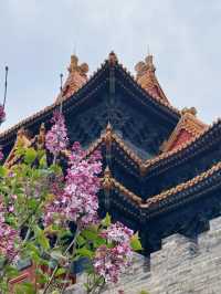 北京故宮｜春天紫禁城賞花季