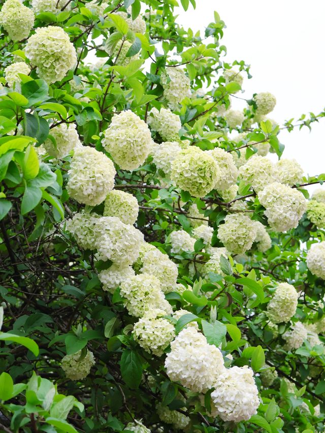 長沙烈士公園繡球花觀賞攻略4月必衝