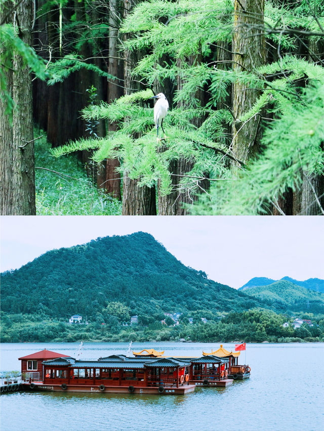 杭州旅遊｜天目山嘅深邃寧靜真係好寫意。