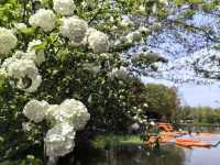 Relaxing Free Half-Day Tour at Xixi Wetland (1-Hour Journey Guide)