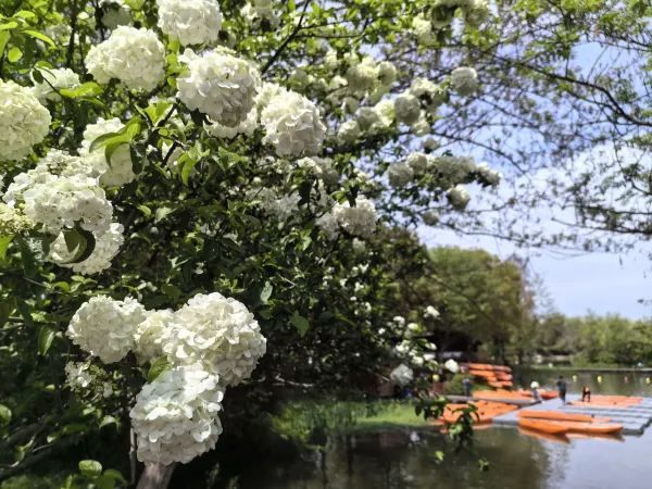 Relaxing Free Half-Day Tour at Xixi Wetland (1-Hour Journey Guide)