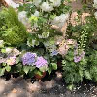 🌸深圳新開！秒穿濟州島的木繡球咖啡廳⛲️