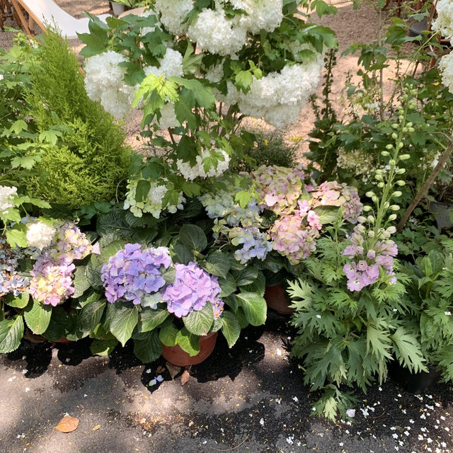 🌸深圳新開！秒穿濟州島的木繡球咖啡廳⛲️