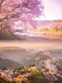 🌸 日本沖繩櫻花季 🌸