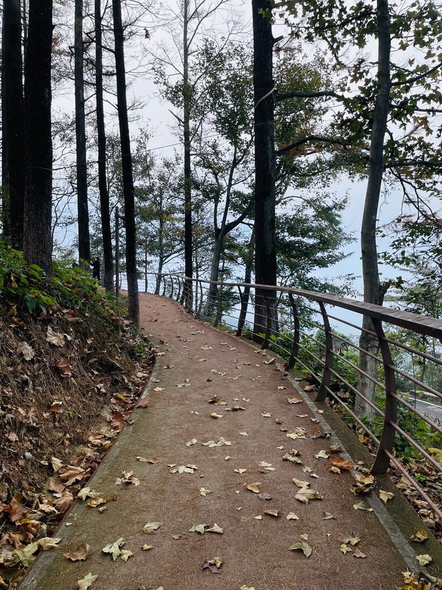 莫干山竹林秘境