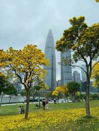 🌼深圳人才公園黃風鈴盛景
