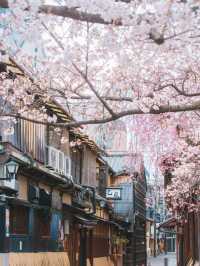 🚶‍♂️🌸不走回頭路的祇園賞櫻路線