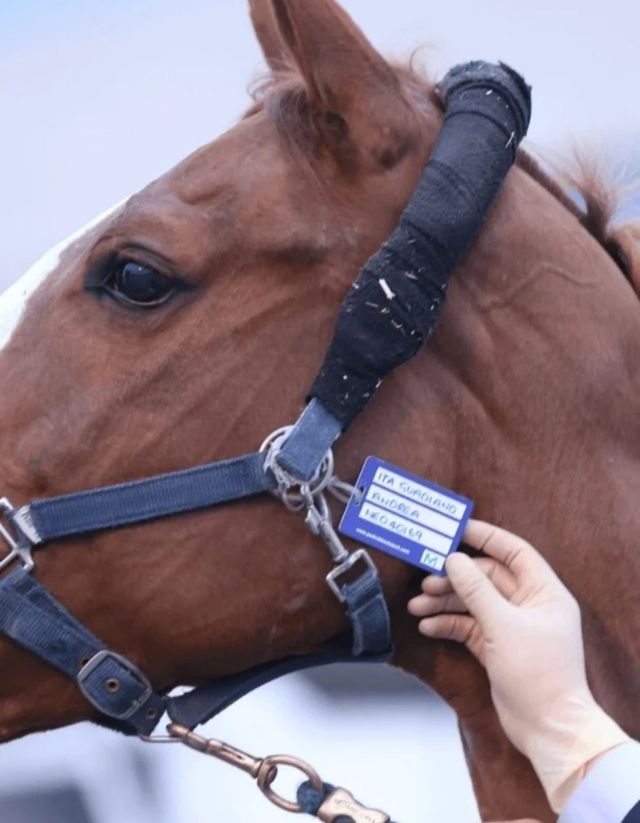 一定要戴禮帽衝上海浪琴環球馬術冠軍賽