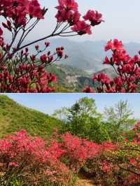 雲台山賞映山紅環線
