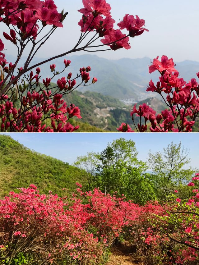 雲台山賞映山紅環線