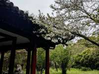 杭州植物園遊記