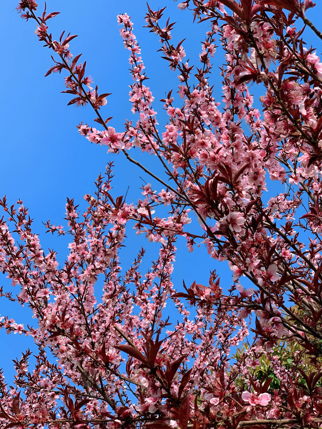 藏在杭州清河坊的春日浪漫，桃花開成海
