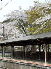 🌸福岡櫻花實拍 | 櫻井神社的春日驚喜🌸