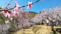 東江湖畔桃花漫，春季出遊指南
