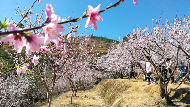 東江湖畔桃花漫，春季出遊指南