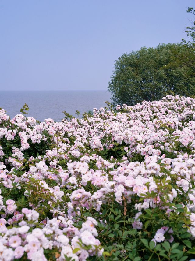 真喺湖州！太湖邊容易錯過嘅第二處花海