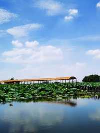 穿梭於荷塘之間，深入感受荷香四溢嘅氛圍
