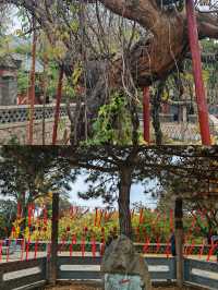 泰安旅遊攻略：登泰山而小天下