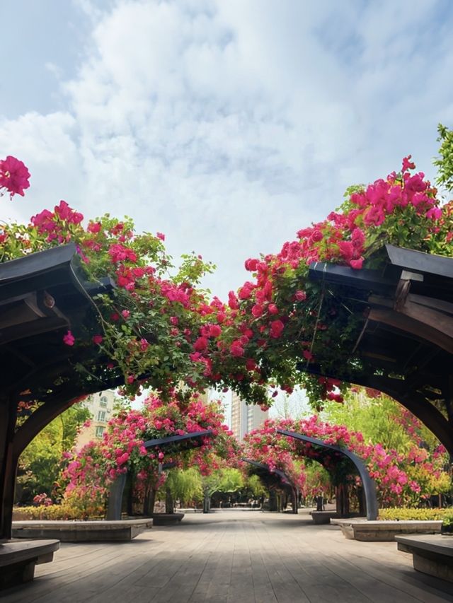 【鄭州月季公園｜被低估嘅初夏頂流！人少花多快啲嚟！】