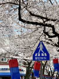 🌸濟州典農路櫻花隧道｜赴一場春日浪漫之約🌸
