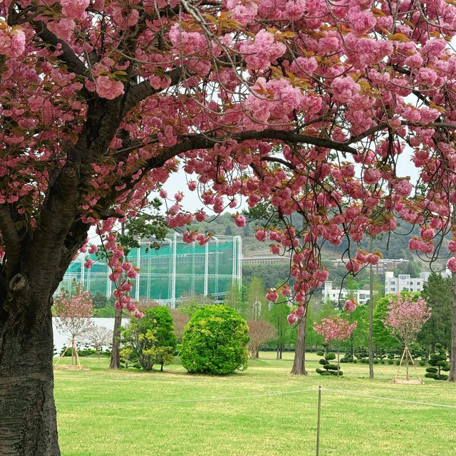 🌸釜山櫻花終極浪漫！復瓣櫻花壓軸綻放太絕美啦～