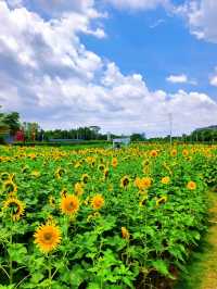 🌻邂逅廣州限定浪漫！向日葵花海美出圈