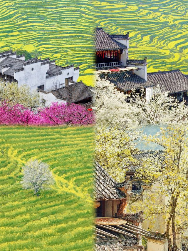 探索曬秋人家的詩意畫卷：婺源篁嶺